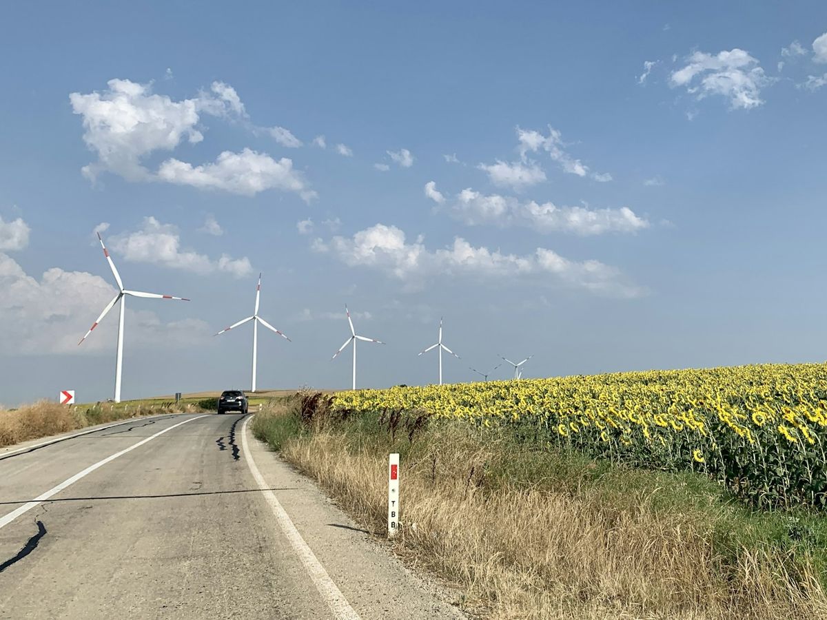 Tekirdağ’da ayçiçeği tarlaları arasında yol